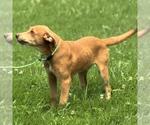Small #1 Chocolate Labrador retriever Mix