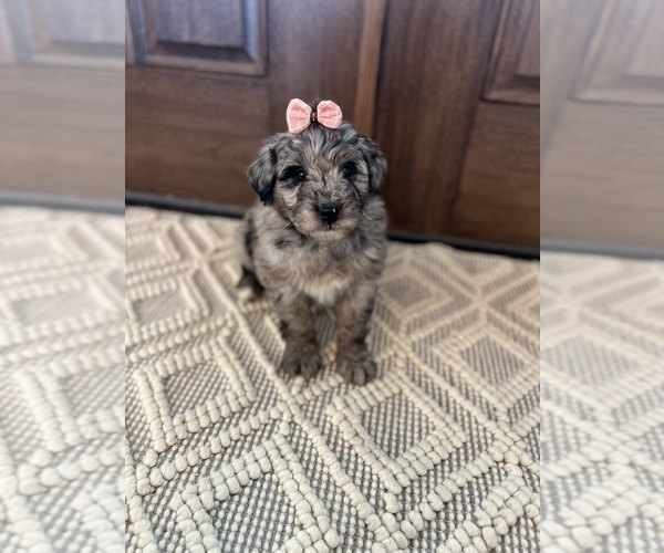 Medium Photo #3 Aussiedoodle Miniature  Puppy For Sale in ODIN, IL, USA