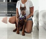 Small Photo #90 Doberman Pinscher Puppy For Sale in FORT LAUDERDALE, FL, USA