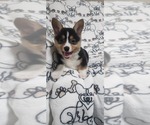 Small #4 Pembroke Welsh Corgi