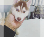 Small Photo #12 Siberian Husky Puppy For Sale in DANBURY, CT, USA