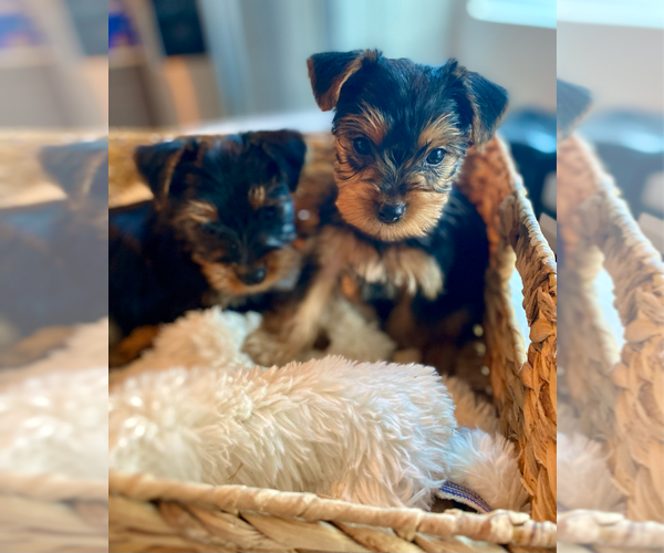 Medium Photo #5 Yorkshire Terrier Puppy For Sale in GILBERT, AZ, USA