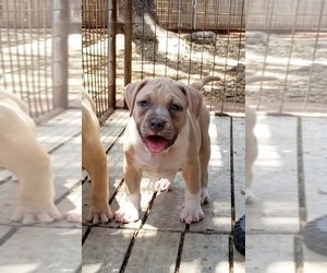 American Bully Puppy for sale in CANYON LAKE, TX, USA