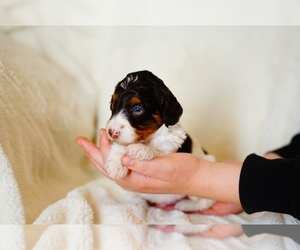 Aussiedoodle Miniature  Puppy for sale in COLBERT, WA, USA