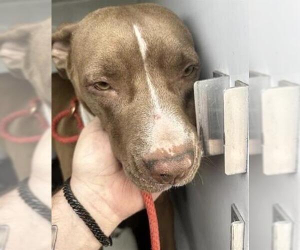 Medium Photo #1 Mutt Puppy For Sale in Houston, TX, USA