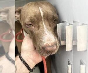 Mutt Dogs for adoption in Houston, TX, USA