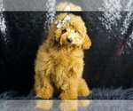 Small Photo #77 Maltipoo Puppy For Sale in WARSAW, IN, USA