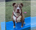 Small #4 American Pit Bull Terrier Mix