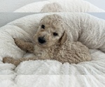 Small Photo #8 Goldendoodle Puppy For Sale in COLORADO SPRINGS, CO, USA