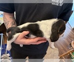Small #12 Basset Hound