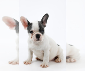 French Bulldog Puppy for sale in ORLANDO, FL, USA