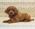 Small #1 Cavapoo