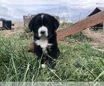 Small #3 Anatolian Shepherd-Labrador Retriever Mix
