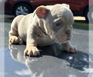 Medium English Bulldog