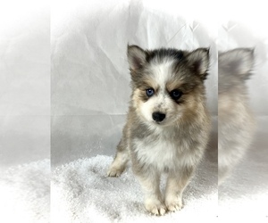 Medium Pomsky