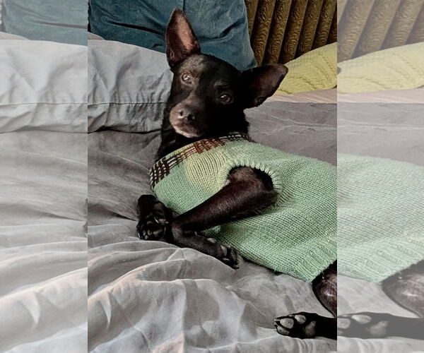 Medium Photo #5 Miniature Pinscher-Unknown Mix Puppy For Sale in Mount Laurel, NJ, USA