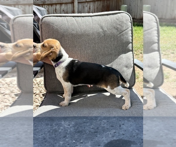 Medium Photo #8 Beagle Puppy For Sale in COLORADO SPRINGS, CO, USA