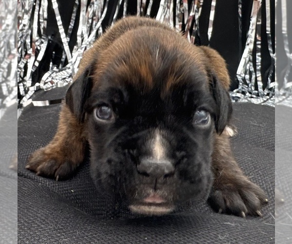 Medium Photo #6 Boxer Puppy For Sale in PAWNEE CITY, NE, USA
