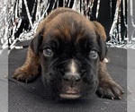 Small #5 Boxer