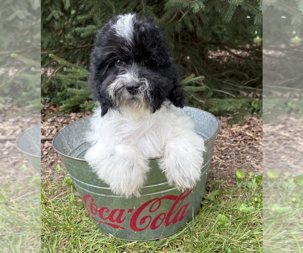 Medium Photo #3 Havapoo Puppy For Sale in MIDDLEBURY, IN, USA