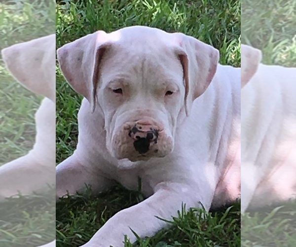 Medium Photo #4 Dogo Argentino Puppy For Sale in IRVING, TX, USA