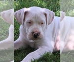 Small Photo #4 Dogo Argentino Puppy For Sale in IRVING, TX, USA