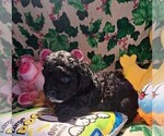 Puppy Rufus Cock-A-Poo-Poodle (Miniature) Mix