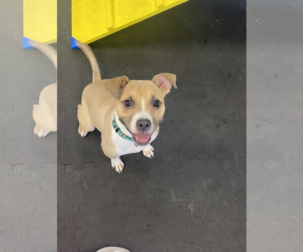 Medium Photo #2 Mutt Puppy For Sale in Strongsville, OH, USA