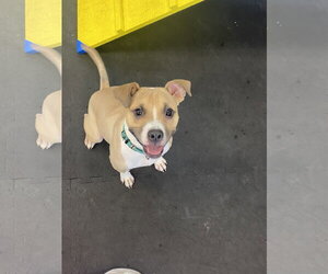 Spike COURTESY POST - Male Mutt Dog for Adoption - Photo #2