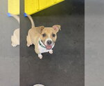 Small #1 Mutt