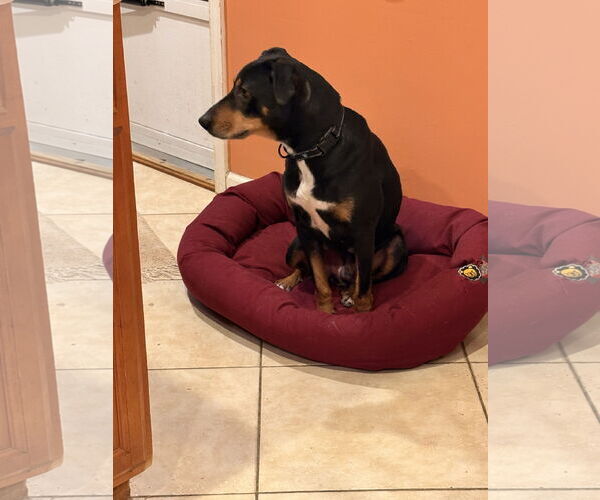 Medium Photo #21 Mutt Puppy For Sale in Mount Laurel, NJ, USA