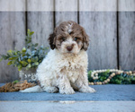 Puppy Fluffy Poodle (Miniature)-Portuguese Water Dog Mix