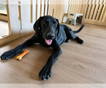 Small #2 Labrador Retriever