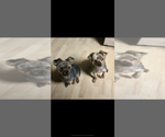 Small Photo #1 YorkiePoo Puppy For Sale in BOLINGBROOK, IL, USA