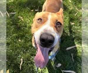 Labrador Retriever-Unknown Mix Dogs for adoption in Martinez, CA, USA