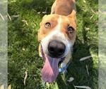 DOGFISH - Male Labrador Retriever-Unknown Mix Dog for Adoption - Small photo