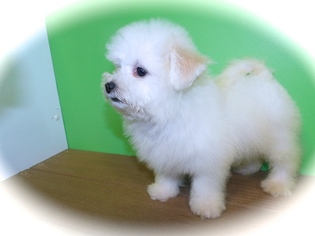 Maltese Puppy for sale in HAMMOND, IN, USA