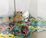 Small #1 Norfolk Terrier