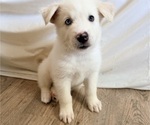 Puppy Icy Siberian Husky-Unknown Mix