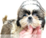 Puppy Puppy 2 Shih Tzu