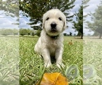 Small Photo #1 English Cream Golden Retriever Puppy For Sale in LOUISBURG, NC, USA