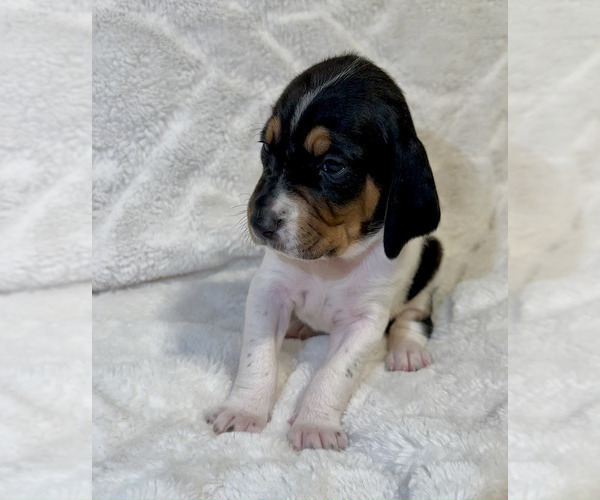 Medium Photo #4 Black and Tan Coonhound-Bluetick Coonhound Mix Puppy For Sale in OAK HILLS, CA, USA