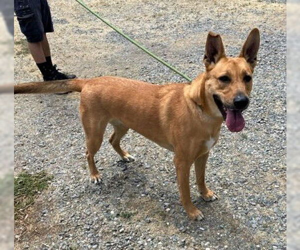 Medium Photo #7 German Shepherd Dog-Unknown Mix Puppy For Sale in Chico, CA, USA