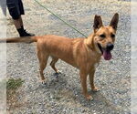 Small #6 German Shepherd Dog Mix