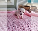 Small #11 Chihuahua