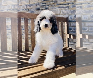 Poodle (Standard) Puppy for Sale in PIQUA, Ohio USA