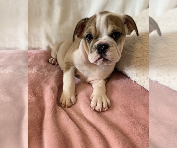 Medium Photo #13 English Bulldog Puppy For Sale in CHARLESTON, SC, USA