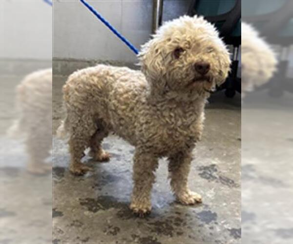 Medium Photo #1 Poodle (Miniature)-Unknown Mix Puppy For Sale in Camarillo, CA, USA