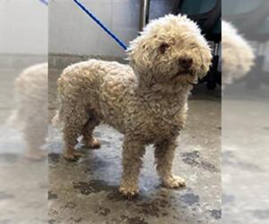 Poodle (Miniature)-Unknown Mix Dogs for adoption in Camarillo, CA, USA