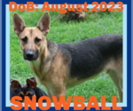 Small #10 German Shepherd Dog
